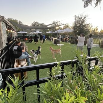 Bark Haven dog bar outdoor patio with dogs and owners socializing in Orlando Florida