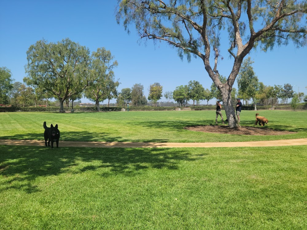 Park of the Americas dogs playing on open grass field with shade trees in Orlando Florida